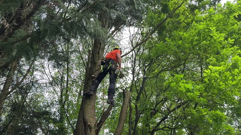 Reliable Aransas Pass, TX Tree Care Services Solutions