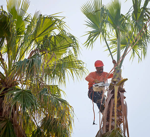 How Our Tree Care Process Works  in  Aransas Pass, TX